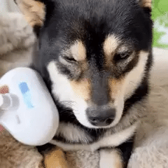 PeluSpa Buharlı Kedi ve Köpek Tarağı - Masaj Etkili Tüy Toplayıcı Fırça