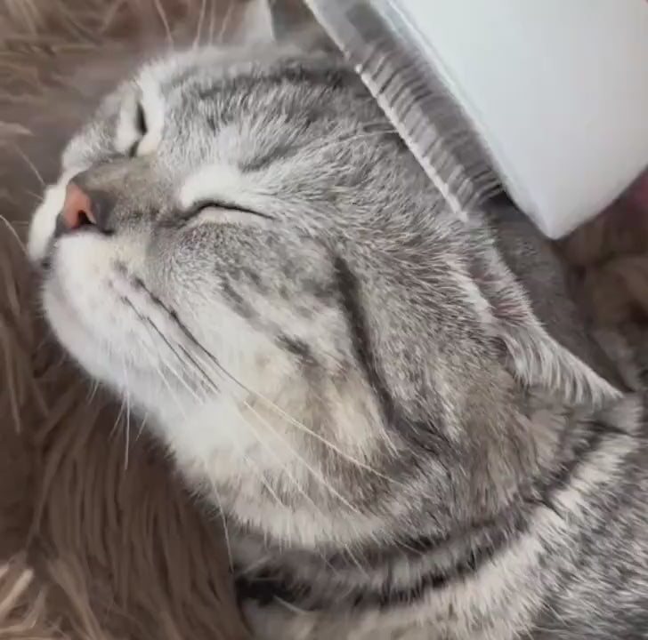 PeluSpa Buharlı Kedi ve Köpek Tarağı - Masaj Etkili Tüy Toplayıcı Fırça